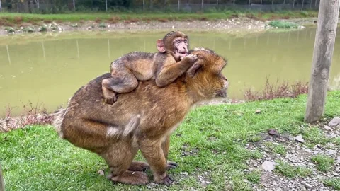 Primates exhibiting nurturing and protective behaviors. Mother monkey gently Stock Footage 327916860