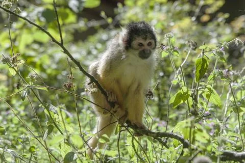 Primates, Squirrel Monkeys and Lemurs Stock Photos