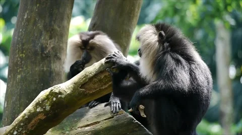 Primates Twins Stock Footage 40771972