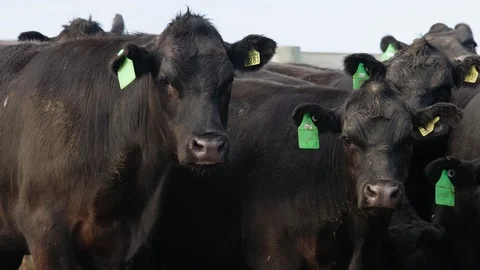 Prime Angus beef cattle in Australian stockyard. Stock Footage 93261715
