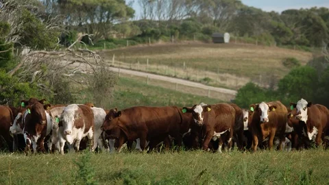 Prime beef cattle moving across paddock in southern Australia. Stock Footage 93261736