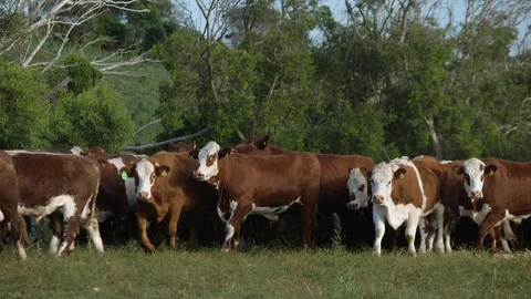Prime beef export cattle in southern Australia. Stock Footage 93261690