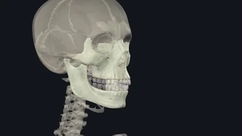 The prime function of the viscerocranium is to shape the human face and cavities 스톡 동영상 252034897