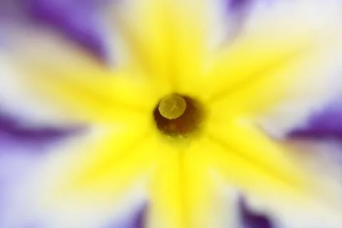 Primel - Sonne Stock Photos