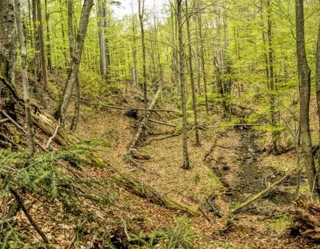 Primeval beech forest on broders between Slovakia and Ukraine in eastern Euro Stock Photos