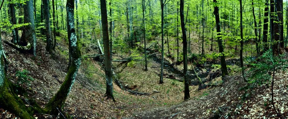 Primeval beech forest on broders between Slovakia and Ukraine in eastern Euro Foto stock