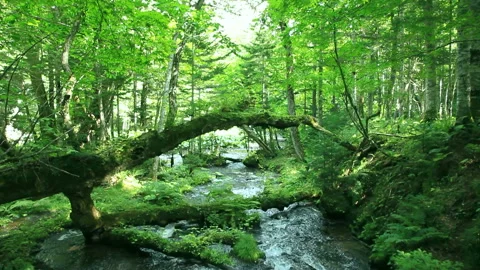 Primeval Forest and Stream Video stock 332408972