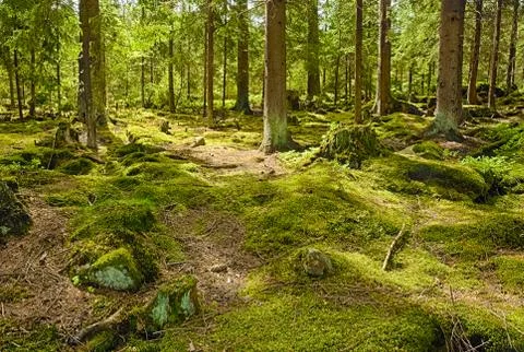 The primeval forest - HDR Stock Photos