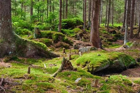 The primeval forest - HDR Stock Photos