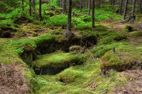 The primeval forest - HDR Stock Photos