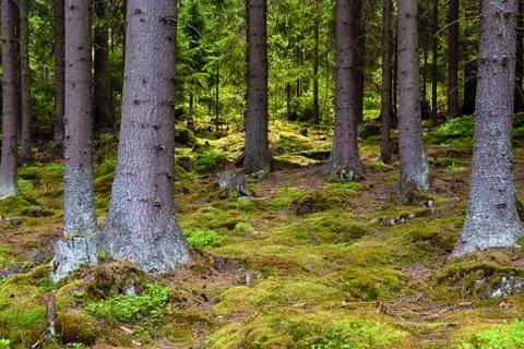 The primeval forest - HDR Stock Photos