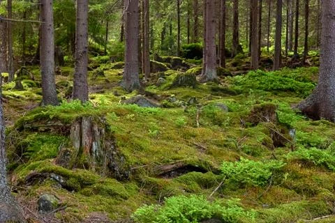 The primeval forest - HDR Stock Photos