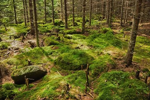 The primeval forest - HDR Stock Photos