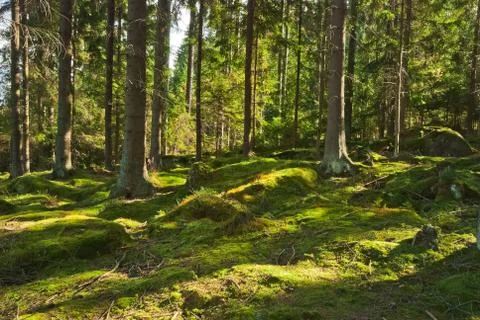 The primeval forest-hdr Stock Photos
