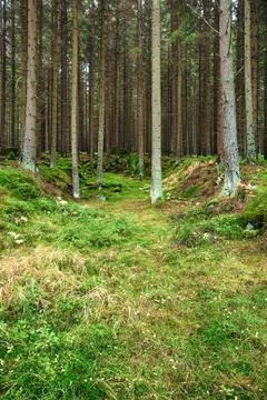 The primeval forest-hdr Stock Photos