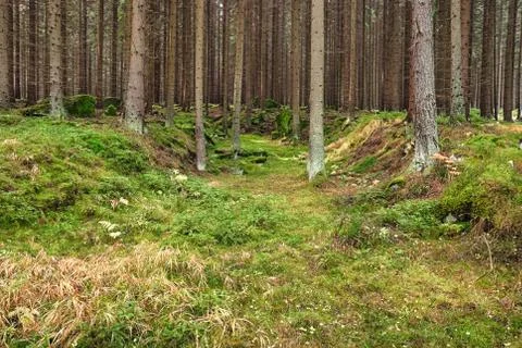 The primeval forest-hdr Stock Photos