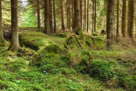 The primeval forest - HDR Stock Photos