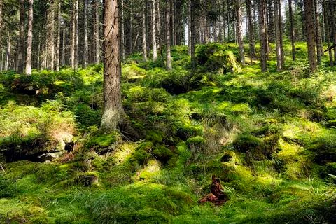The primeval forest-HDR Stock Photos