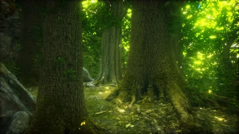 The primeval forest with mossed ground Vídeo Stock 144711034