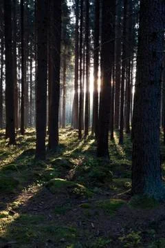The primeval forest Stock Photos
