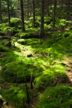The primeval forest Stock Photos