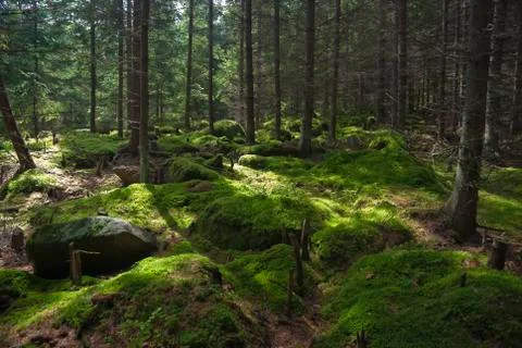 The primeval forest Stock Photos