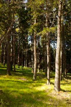 The primeval forest Stock Photos