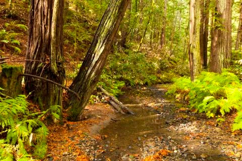 The primeval forest Stock Photos