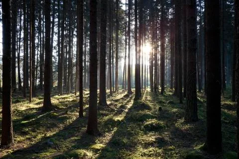 The primeval forest Stock Photos