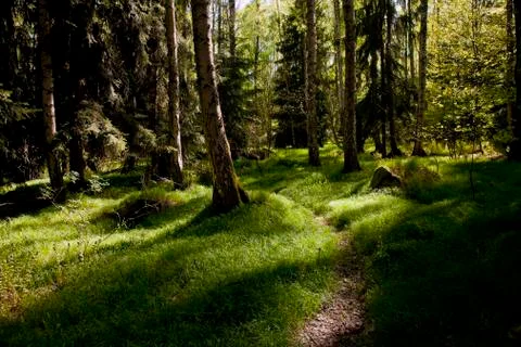 The primeval forest 스톡 사진