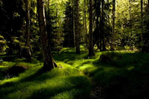 The primeval forest Stock Photos