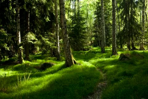 The primeval forest Stock Photos