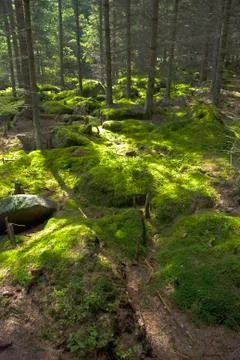 The primeval forest Stock Photos