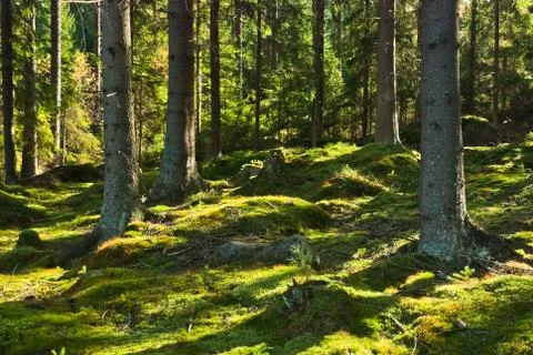 The primeval forest Stock Photos