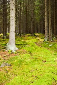 The primeval forest Stock Photos