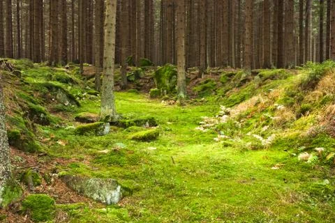 The primeval forest Stock Photos