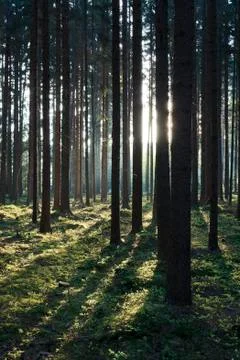 The primeval forest Stock Photos