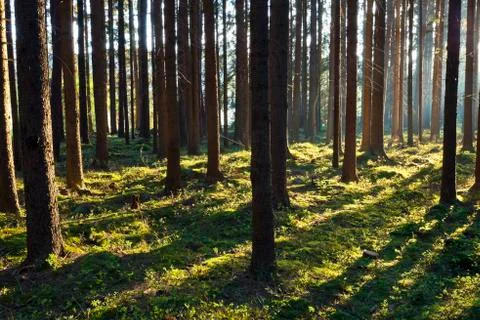 The primeval forest Stock Photos