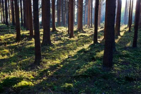 The primeval forest Stock Photos