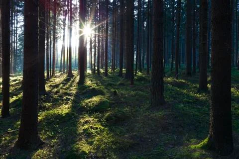 The primeval forest Stock Photos