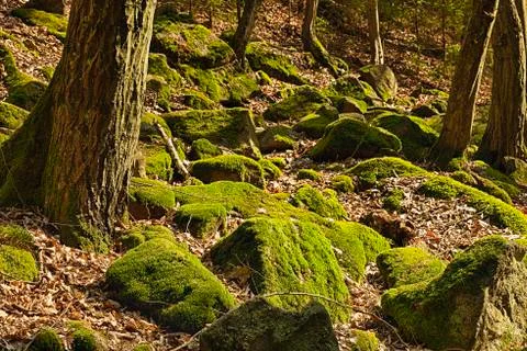 The primeval forest Stock Photos