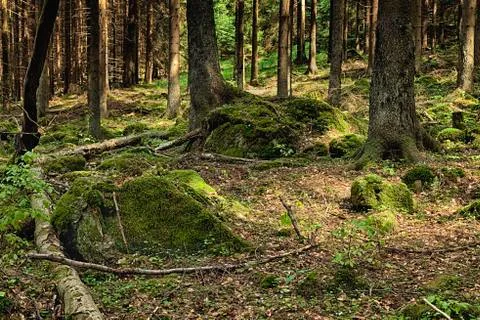 The primeval forest Stock Photos