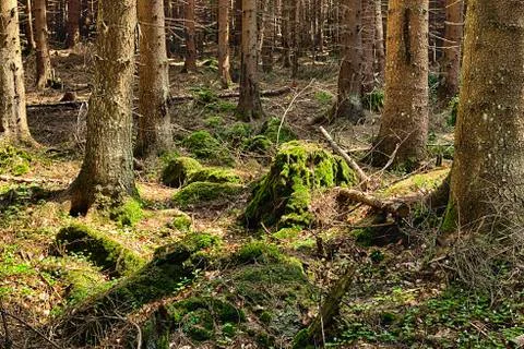 The primeval forest Stock Photos