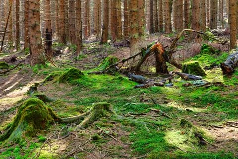 The primeval forest Foto stock