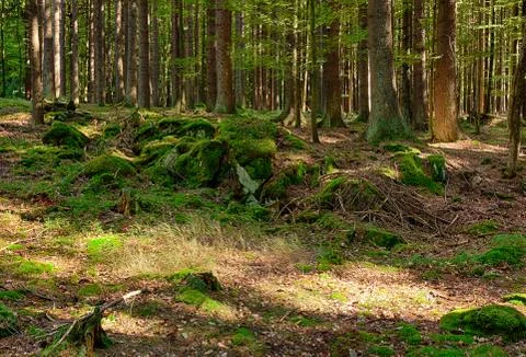 The primeval forest Stock Photos