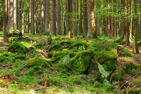 The primeval forest Stock Photos