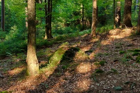 The primeval forest Stock Photos