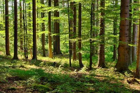 The primeval forest Stock Photos