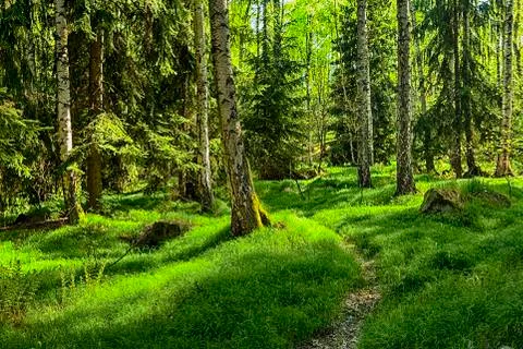 The primeval forest Stock Photos