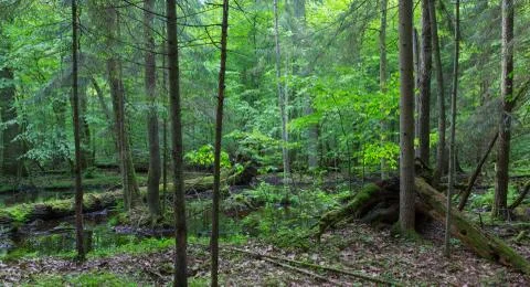 Primeval forest in spring with broken trees and water, Bialowieza Forest, Pol Stock Photos